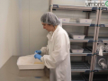 laboratorio malaria_2560- A.Mirimao zanzare