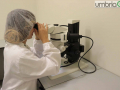 laboratorio malaria_2610- A.Mirimao zanzare
