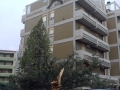 Albero in via Donatelli