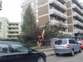 Albero in via Donatelli