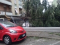 Albero in via Donatelli