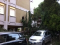 Albero caduto in via Donatelli