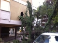 Albero caduto in via Donatelli