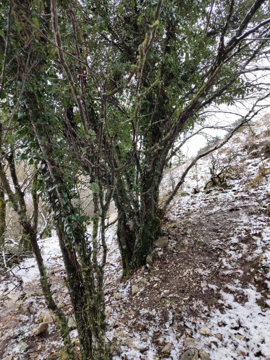 Monte Subasio, foto Nicolò Posta - 19 gennaio 2023 (9)