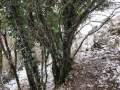 Monte Subasio, foto Nicolò Posta - 19 gennaio 2023 (9)