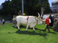 Narni corsa anello rivincita (Mirimao) (13)
