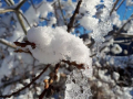 Foto Melissa Rosati Pian di Chiavano (Cascia) neve - gennaio 2021 (13)
