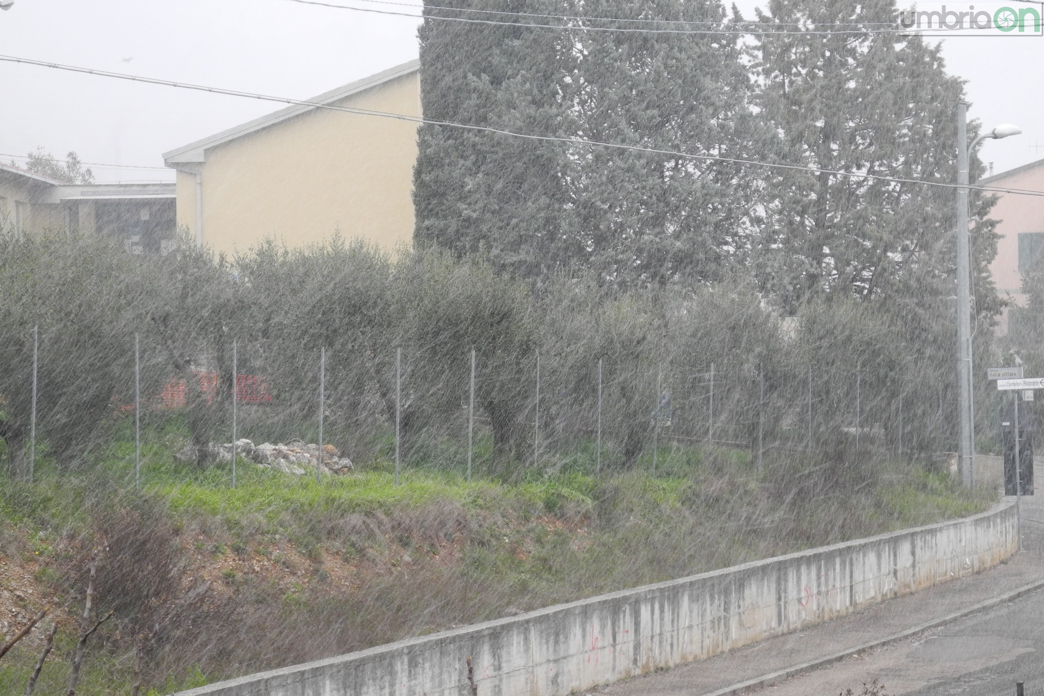 Terni neve (1)