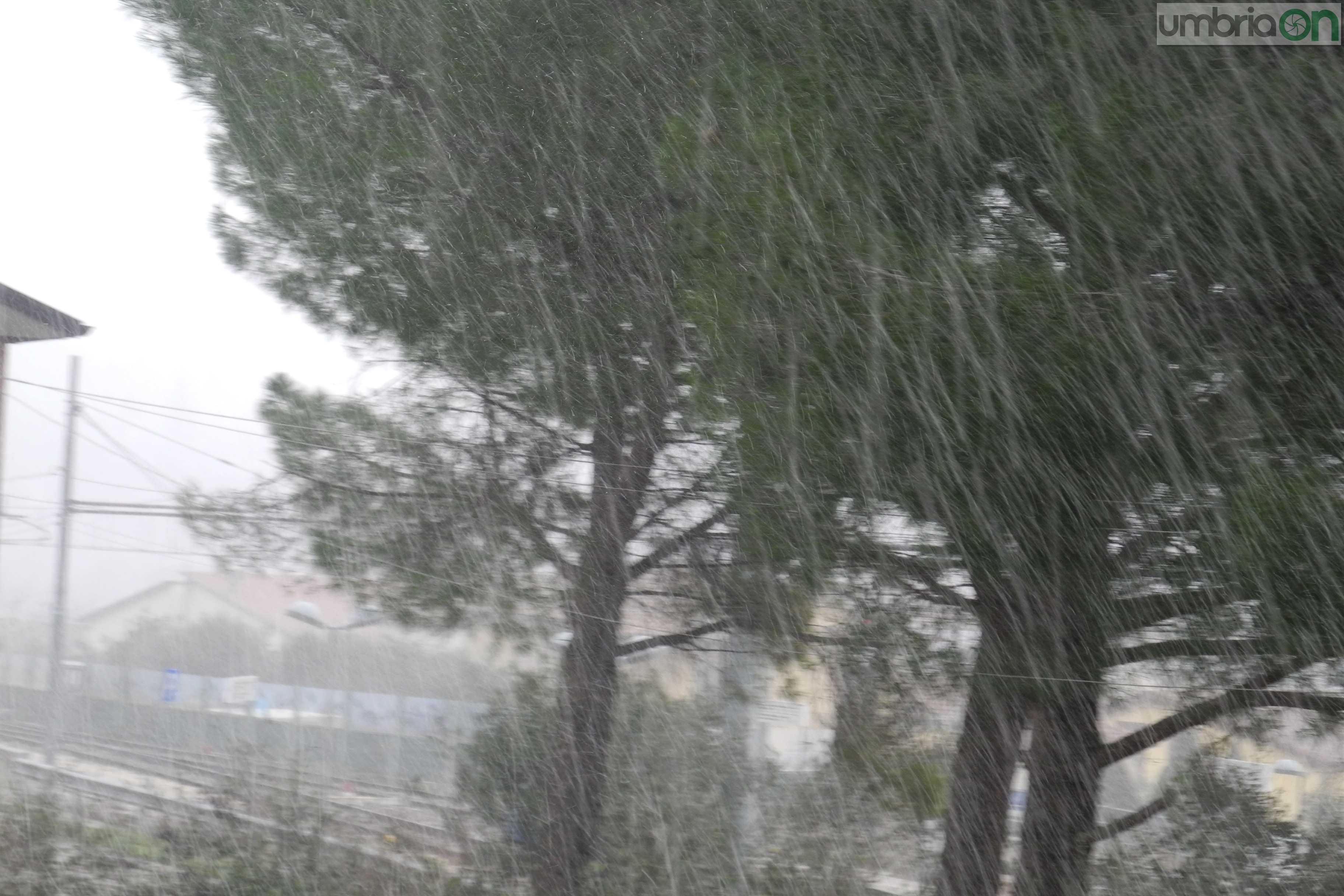 Terni neve (4)