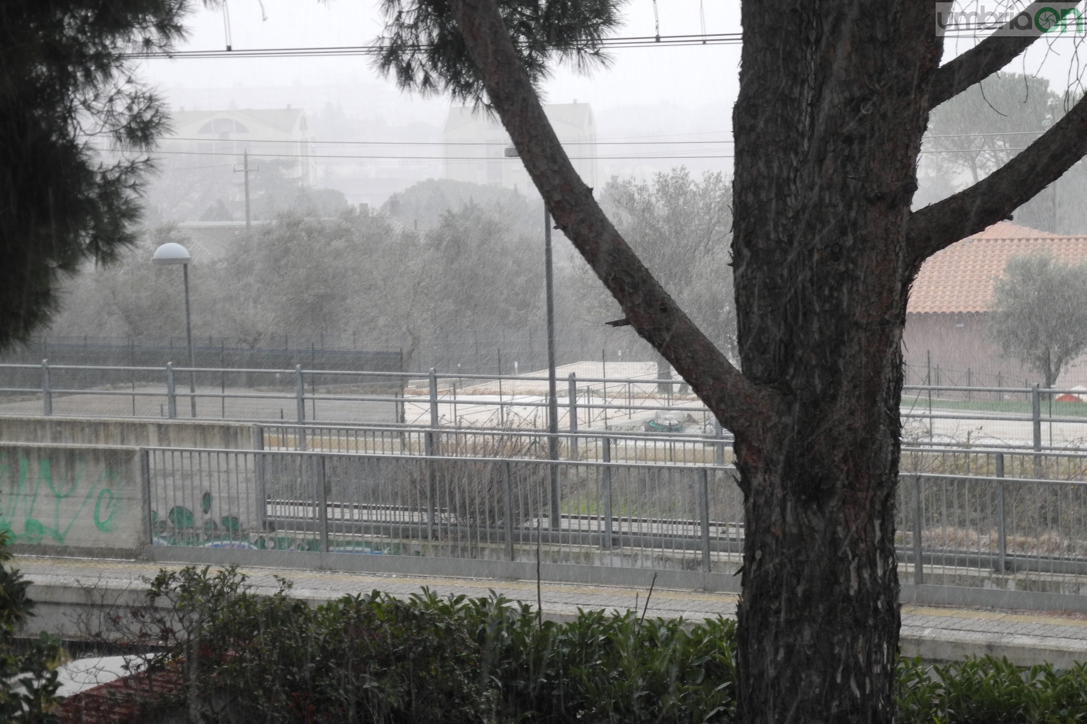 Terni neve (8)