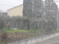 Terni neve (1)