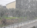 Terni neve (5)