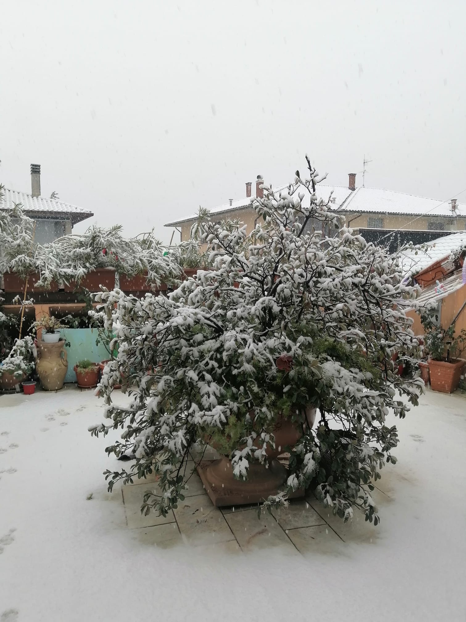 Neve Guardea 23 gennaio 2023