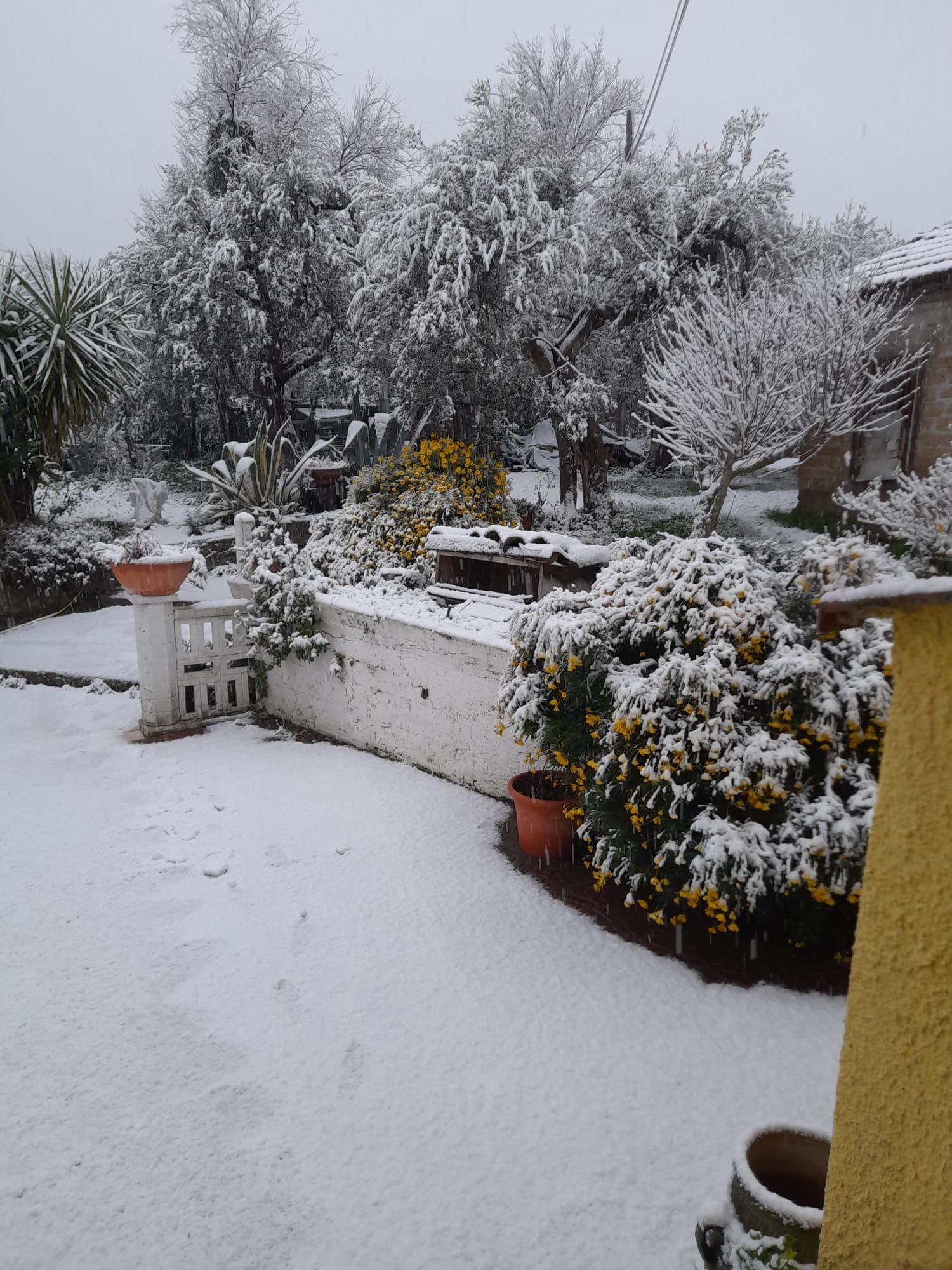 Neve Larviano 23 gennaio 2023