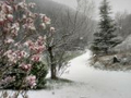 Neve 2 - 24 marzo 2020 (6)