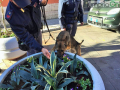 Operazione-antidroga-Gotham-cani-cane-piazza-Solferino-polizia-18-dicembre-2018-1