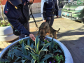 Operazione-antidroga-Gotham-cani-cane-piazza-Solferino-polizia-18-dicembre-2018-6