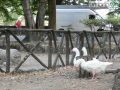Mercatino passeggiata 19 luglio (25)