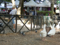 mercatino passeggiata debutto 19 luglio (18)