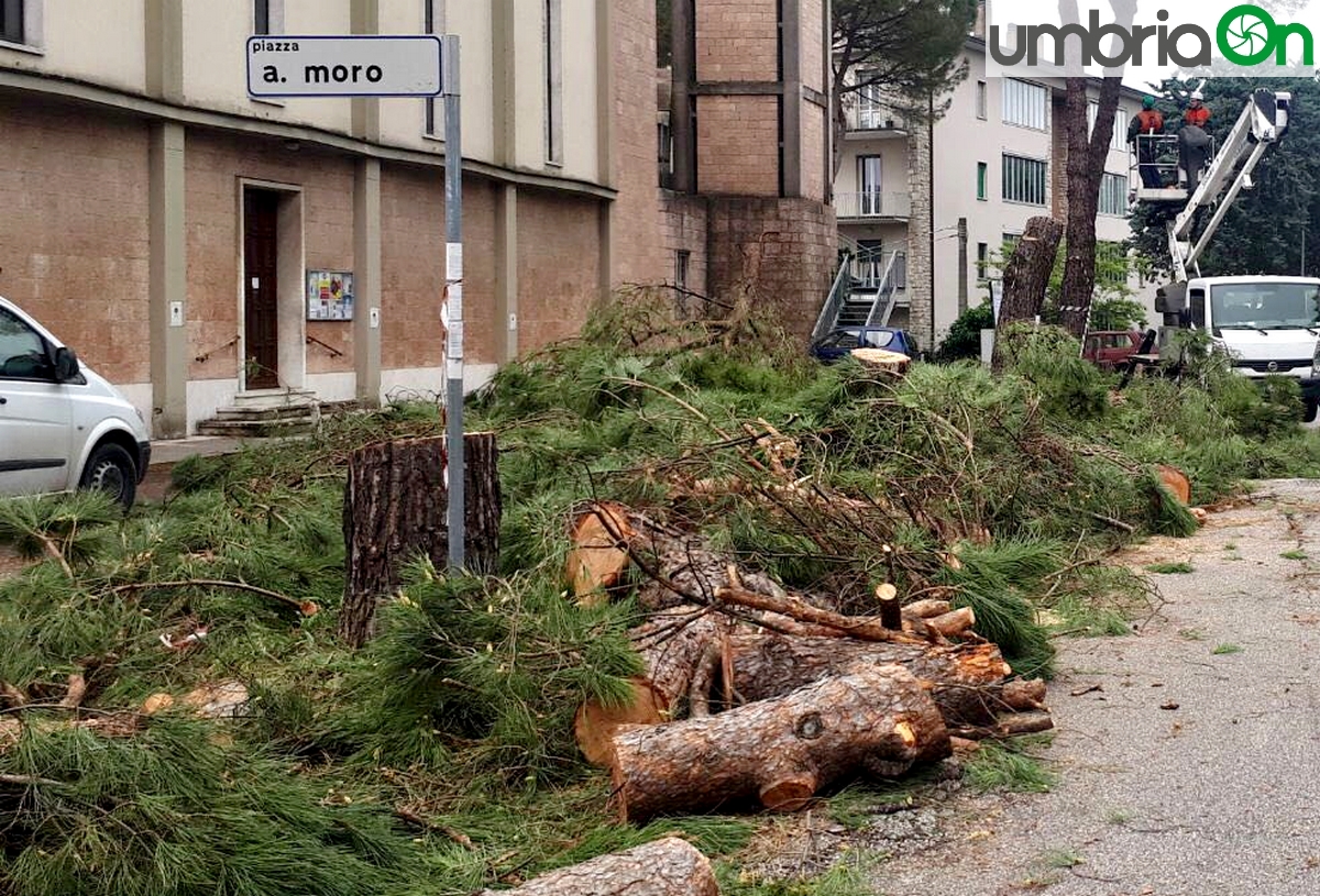 Perugia Case Bruciate abbattuti pini installati aceri