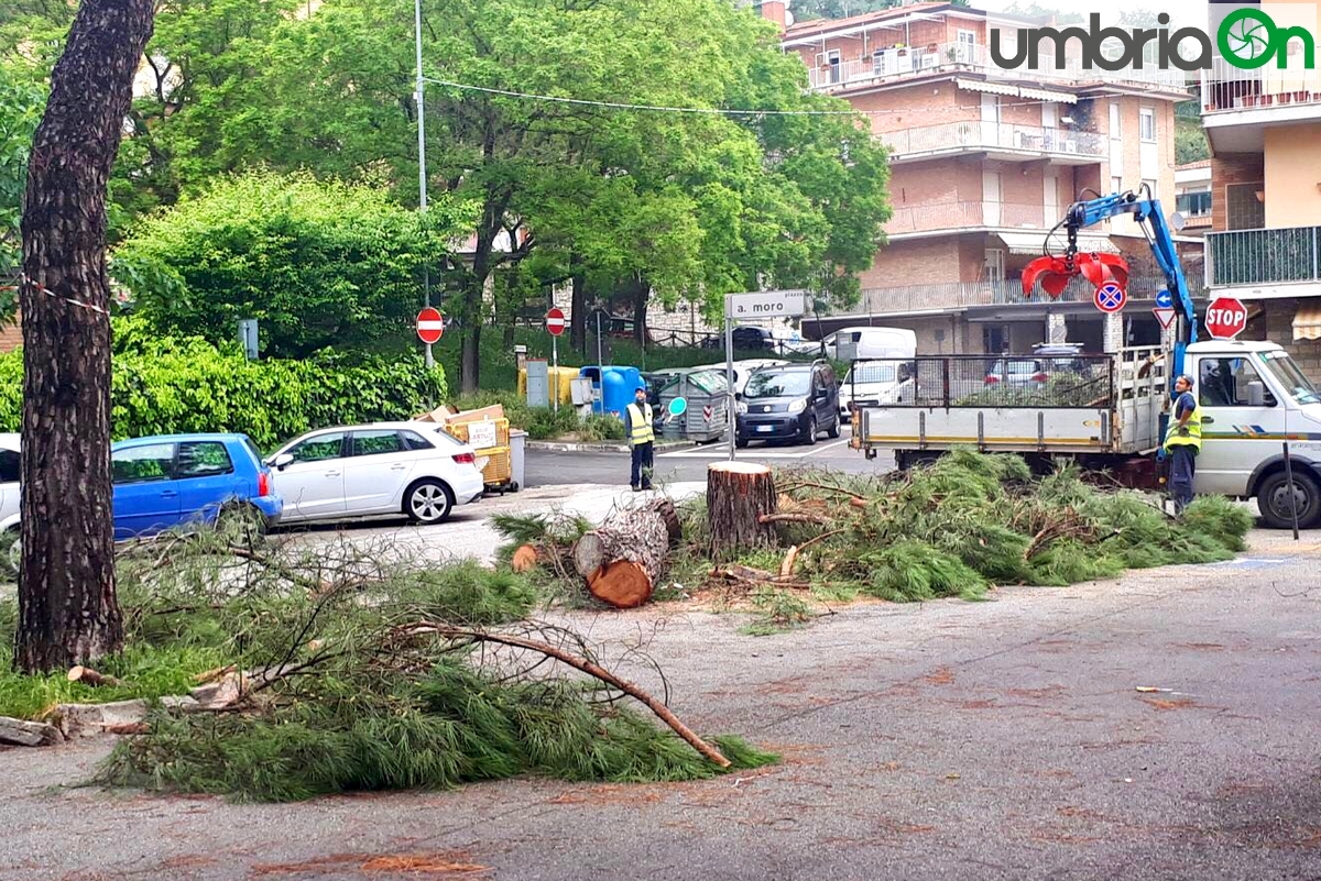 Perugia Case Bruciate abbattuti pini installati aceri