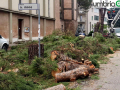 Perugia Case Bruciate abbattuti pini installati aceri
