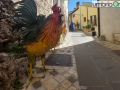 Rasiglia1-gallo