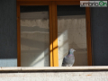 San Lucio quartieredfdfd (1) piccione