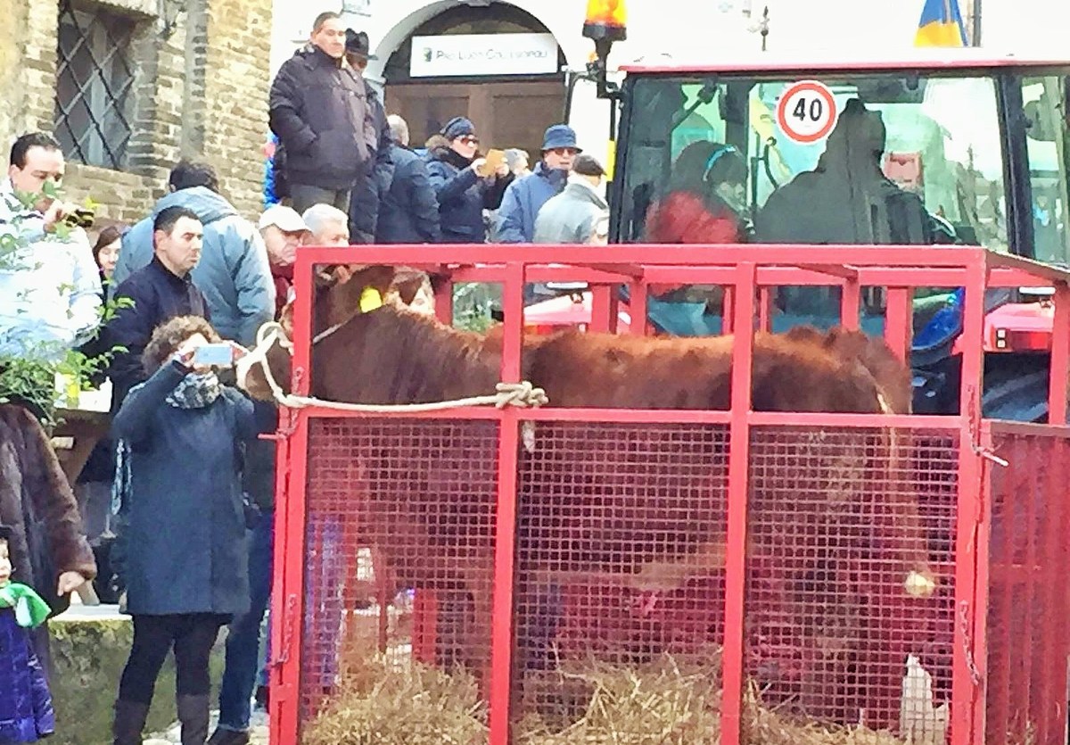 Festa Sant'Antonio Collescipoli - 17 gennaio 2016 (2)