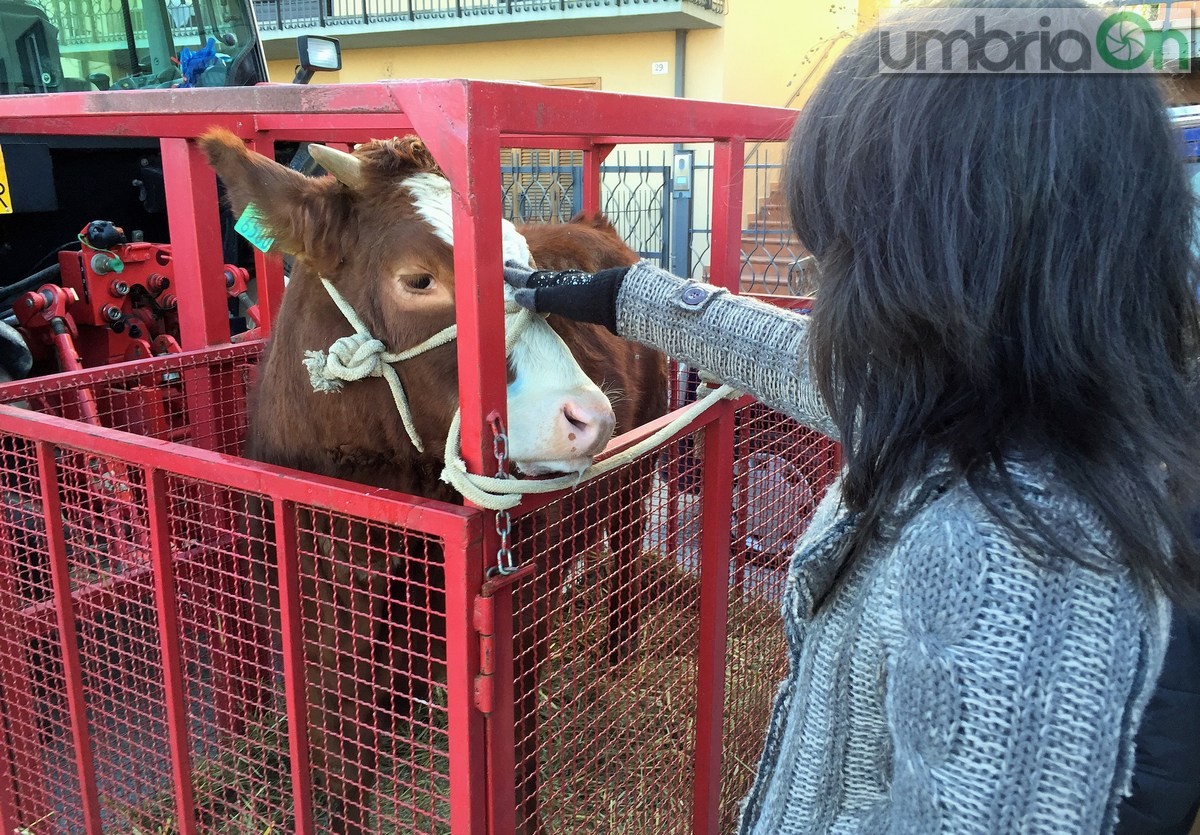 Sant'Antonio Abate a Collescipoli, festa del Ringraziamento - 17 gennaio 2016 (5)