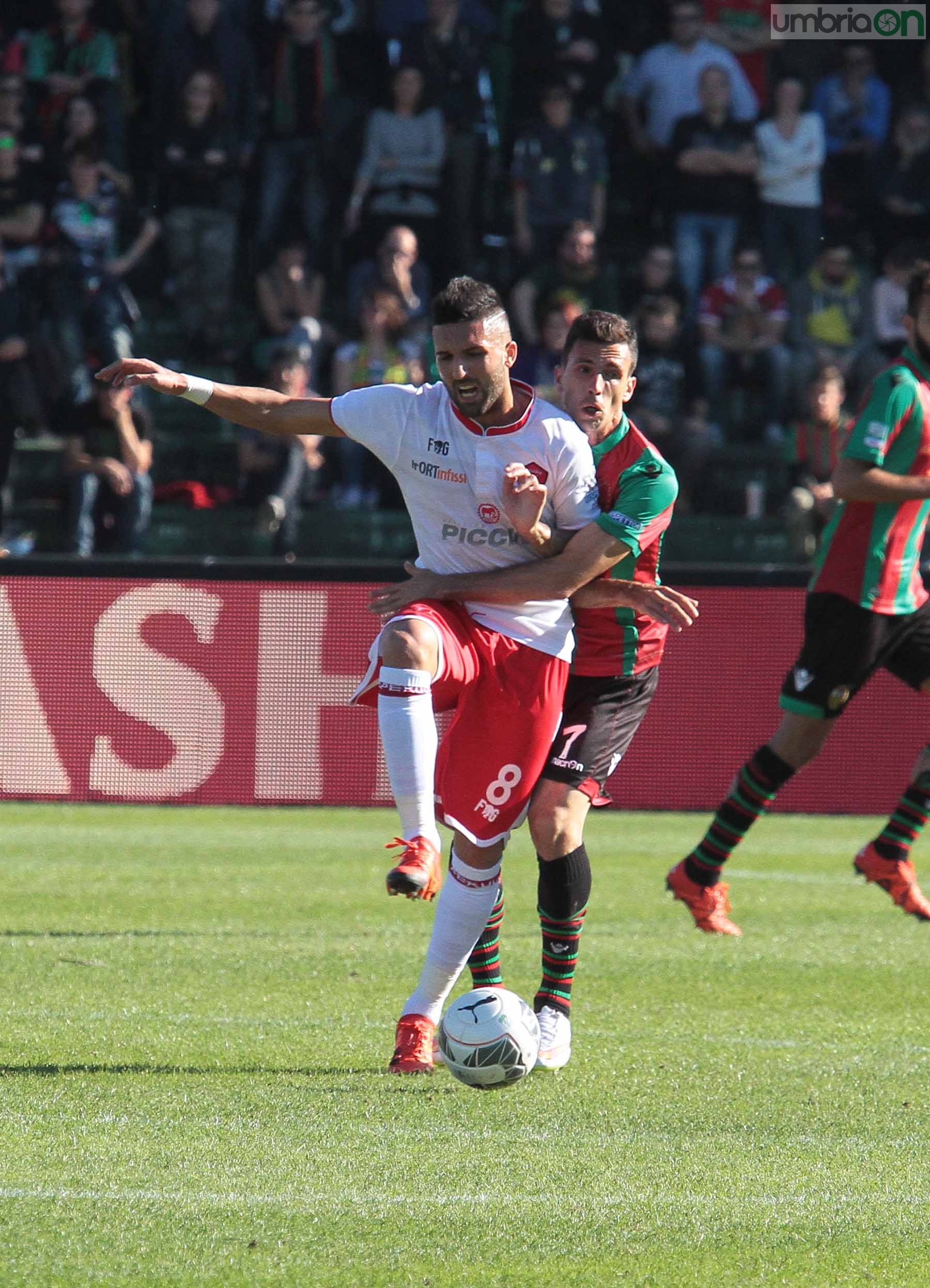 Ternana - Perugia 24 ottobre 2015 (Foto Mirimao) (44)