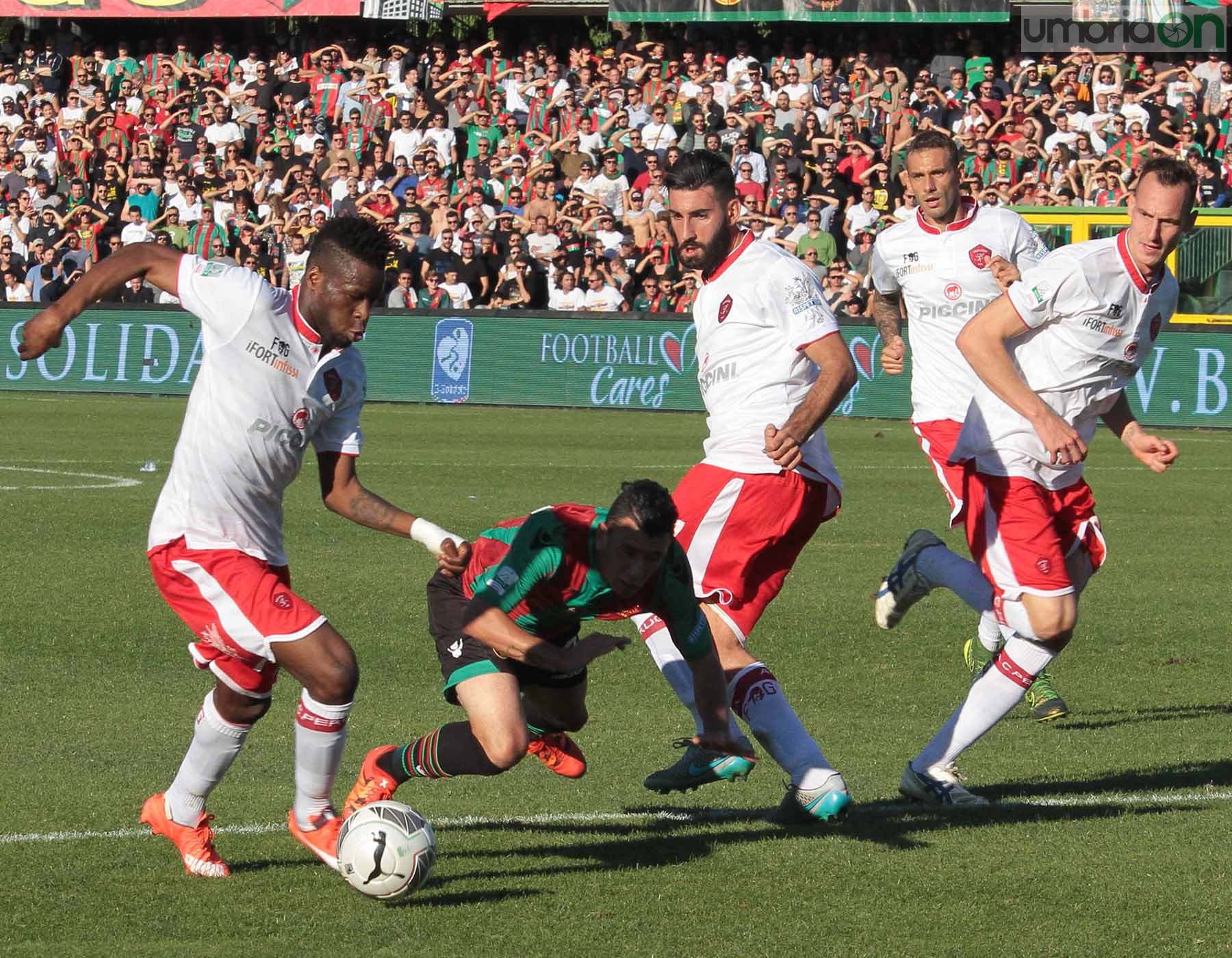 Ternana - Perugia 24 ottobre 2015 (Foto Mirimao) (68)