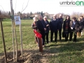 Terni Dante Ciliani albero (8)