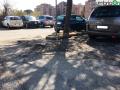 Terni usl2 parcheggio alberi radici buche (1)