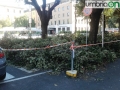 Terni piazza Tacito rami tagliati (10)