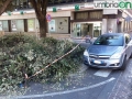 Terni piazza Tacito rami tagliati (13)