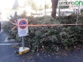 Terni piazza Tacito rami tagliati (9)