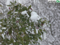 terni neve 26 febbraio 2018 (6)