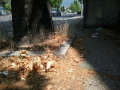 terni viale prati ponte allende marciapiede degrado (5)