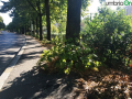 Terni viale Trento alberi foglie marciapiede (1)