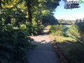 Terni viale Trento alberi foglie marciapiede (11)