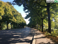 Terni viale Trento alberi foglie marciapiede (2)