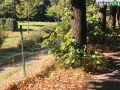 Terni viale Trento alberi foglie marciapiede (6)