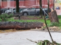 martiri-della-liberta-alberi-tagliati-parco59