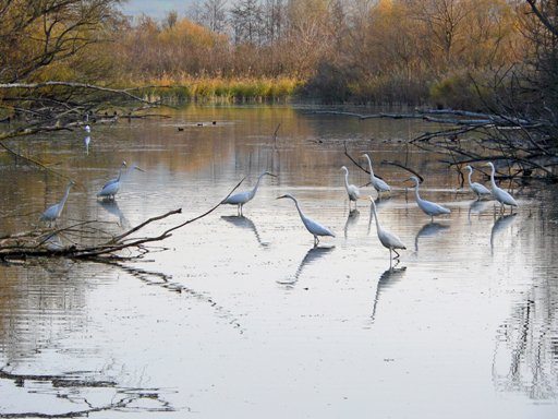 L'Oasi di Alviano