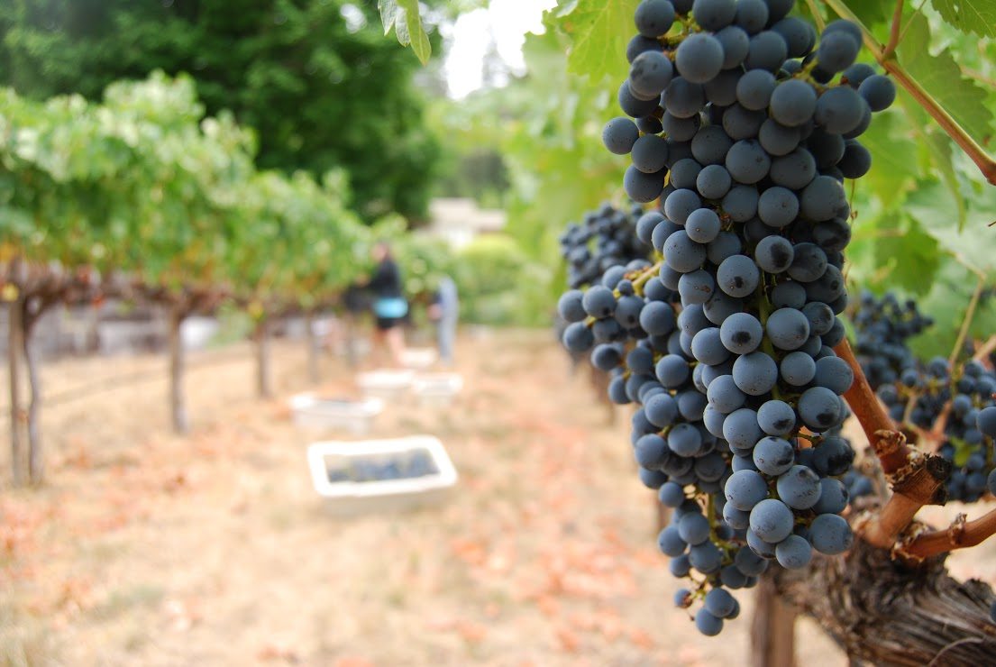 Fondi in arrivo per i vigneti