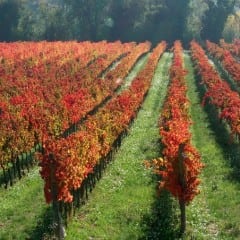 Vendemmia in Umbria: «Sarà in calo del 40%»