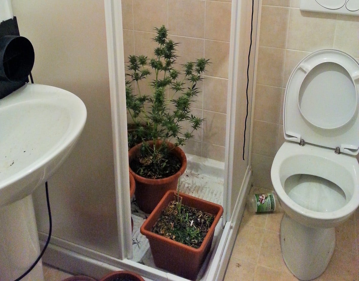 La mini-serra allestita in bagno