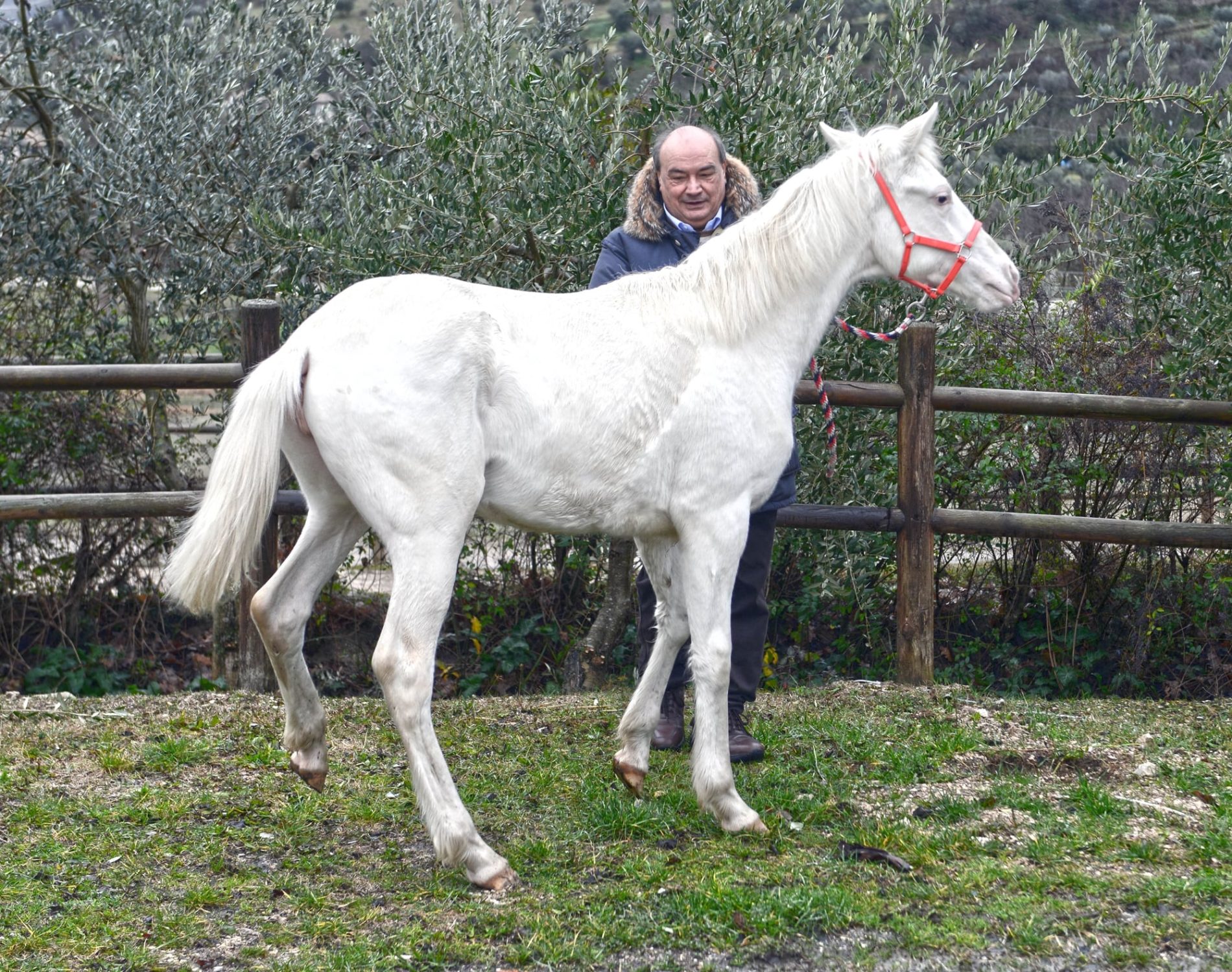 Via Lattea, la cavallina albina