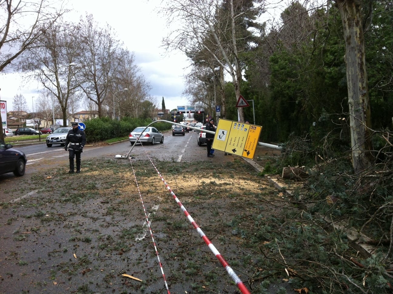 Un albero sradicato